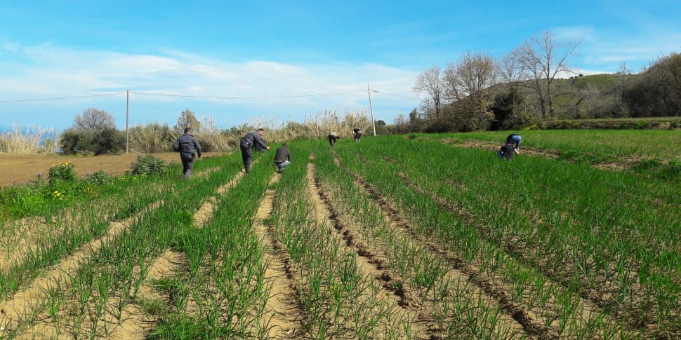 Lavoro nero nel Crotonese, controllate 229 aziende: 69 imprenditori denunciati