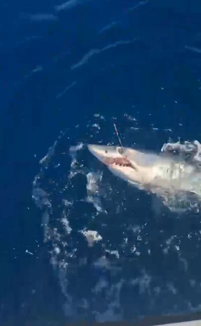 Livorno, squalo mako di 120 chili abbocca alla Meloria e si libera dopo 50 minuti di lotta