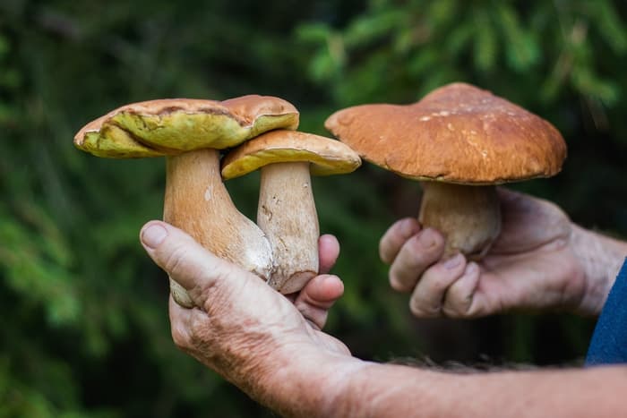 Sepolta in una bara di funghi: ecco come funziona il nuovo trend ecologico nei funerali e sperimentato in Australia