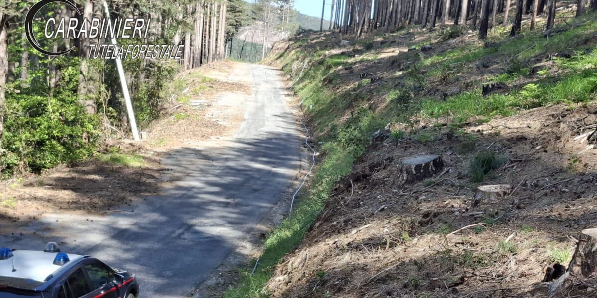 Nardodipace, tagliate abusivamente 372 piante  di alto fusto: individuati i responsabili
