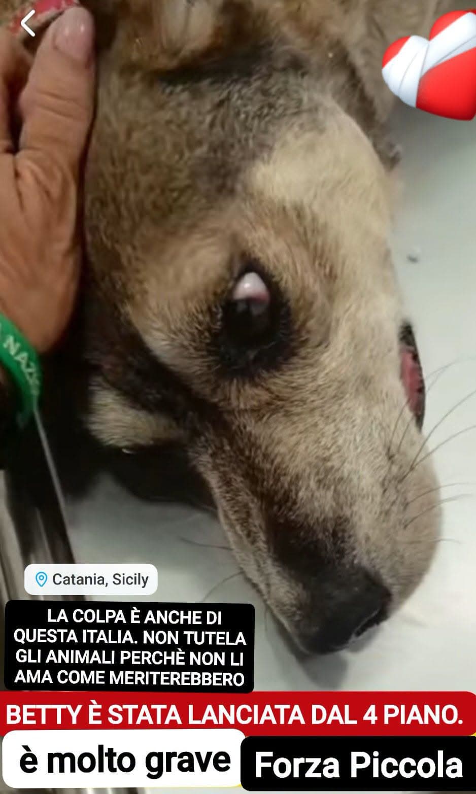 Morta Betty Boop, la cagnolina lanciata dal quarto piano a San Giovanni La Punta