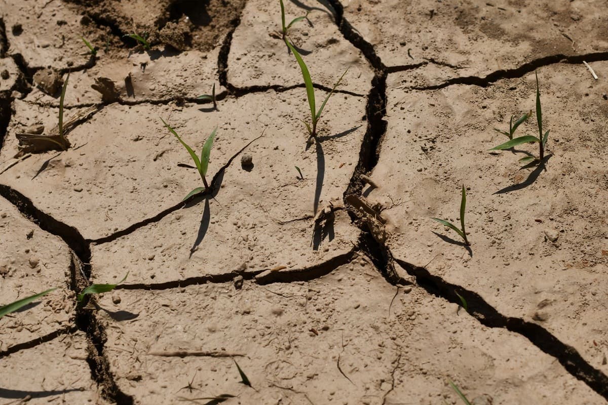 Siccità: in Sicilia "Contributi alle aziende agricole ancora fermi". Interrogazione all'Ars del deputato Primavera