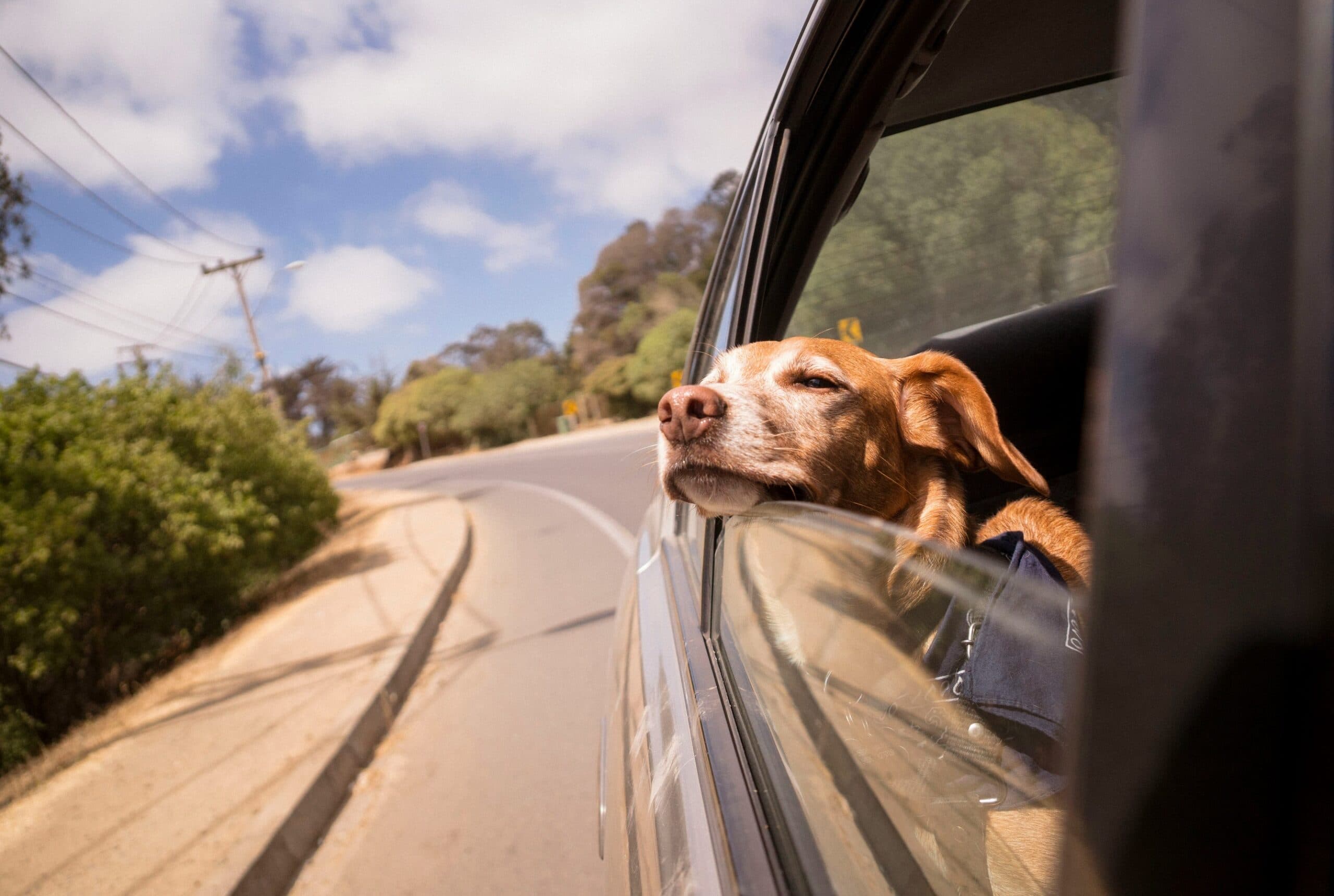 In vacanza con il cane: quasi 4 milioni di famiglie e 9,5 miliardi di euro