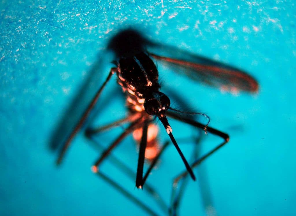Timore virus West Nile in Italia, due vittime in tre giorni