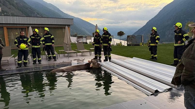 Mucca cade... nella piscina di un albergo in val Venosta: salvata dai vigili del fuoco