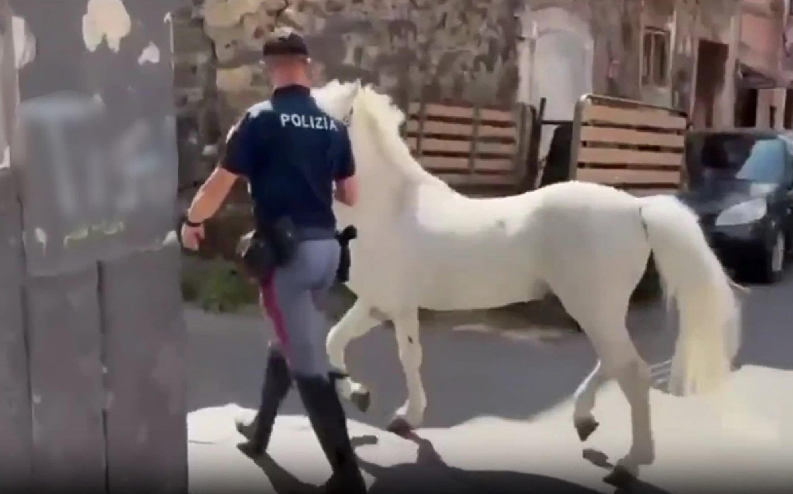 Cavalli maltrattati a Catania, blitz nelle stalle abusive: 7 denunciati, sanzioni per 50mila euro