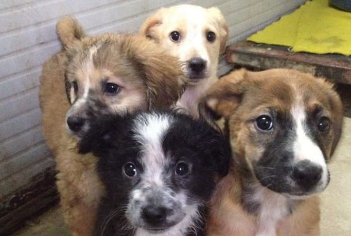 Cuccioli di cane morti per caldo in Sicilia: gli attivisti denunciano "Il proprietario non finirà in cella"