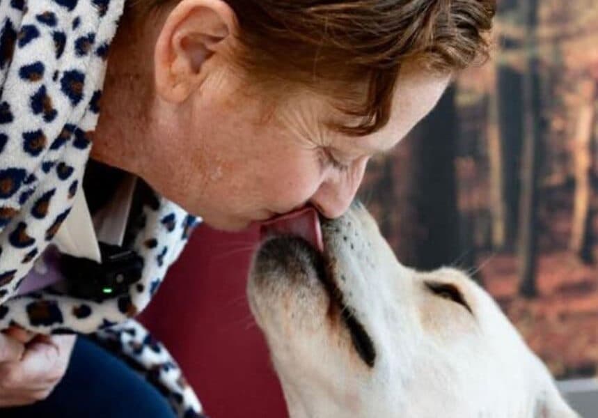 La storia di Joy, il labrador di due anni che «fiuta» il tumore della padrona e le salva la vita