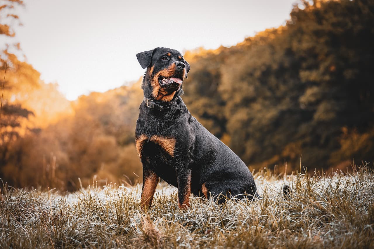 Sbranato da due rottweiler, muore 72enne nelle campagne del Salento