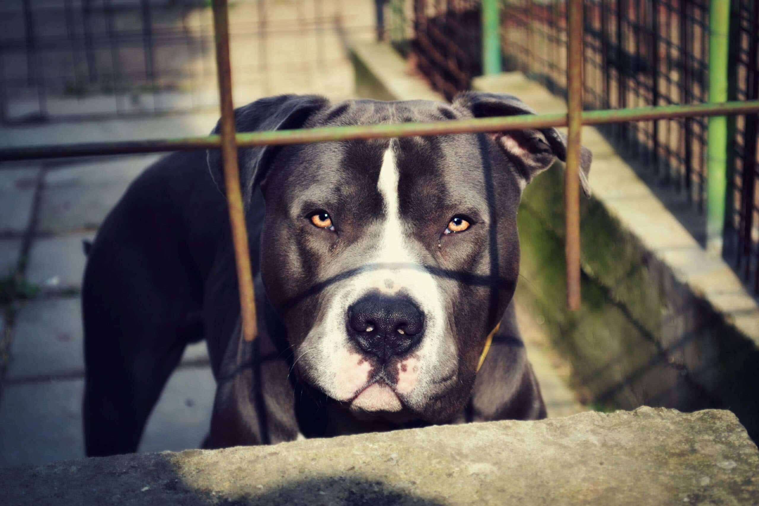 Palestre usate per incattivire e addestrare i pitbull uccidendo altri cani, sei indagati tra la Sicilia e la Campania