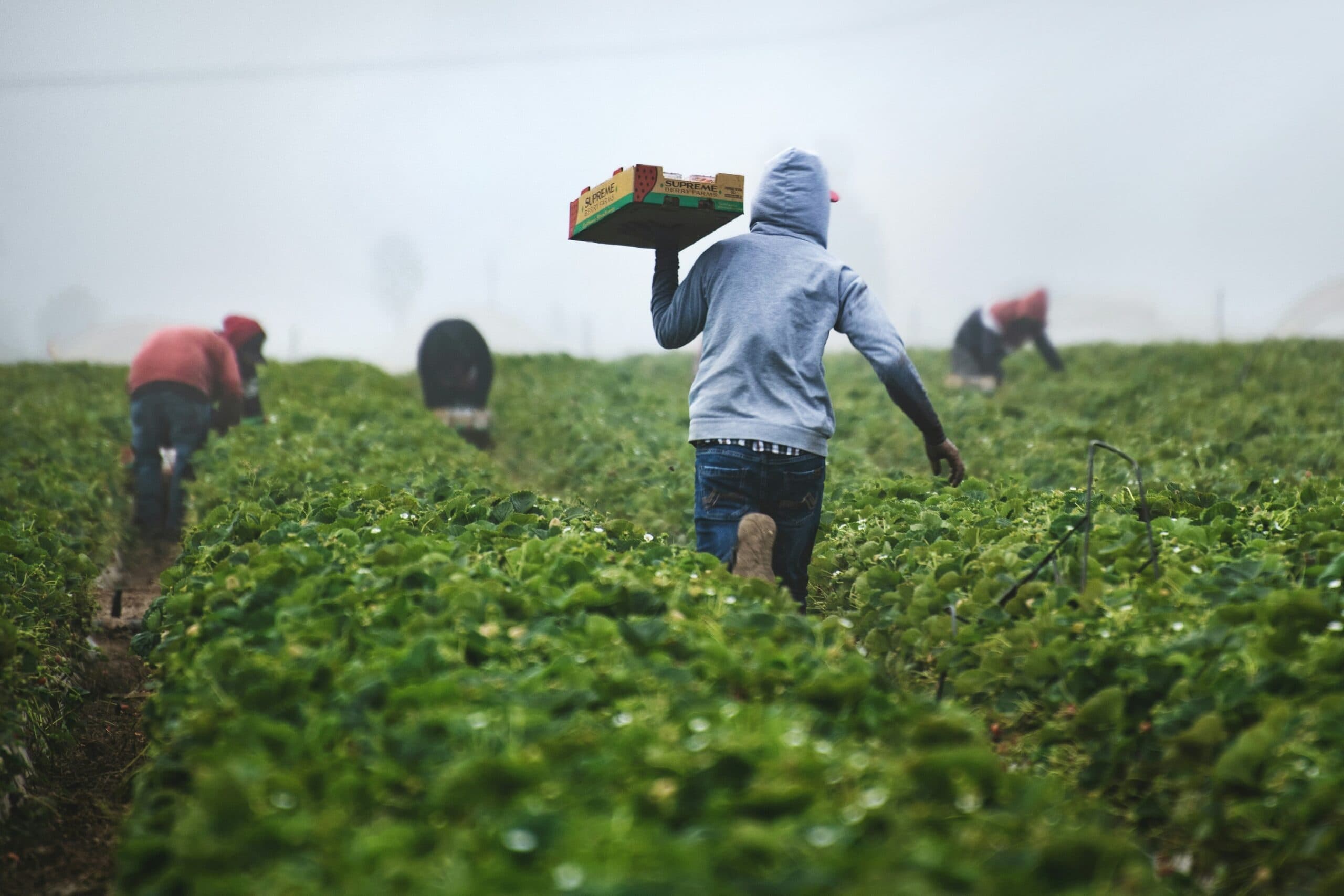 Bracciante di 61 anni muore in una serra di pomodori nel Siracusano: la Flai Cgil chiede lo stop al lavoro nelle ore più calde anche in serra