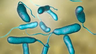 Vibrio vulnificus, il “batterio mangiacarne” studiato anche nello Stretto di Messina
