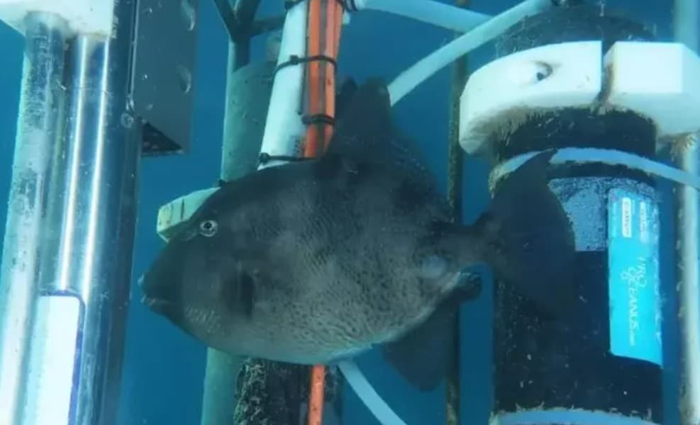 Due bagnanti morsi in mare in tre giorni nel Cilento: mistero sull'animale responsabile