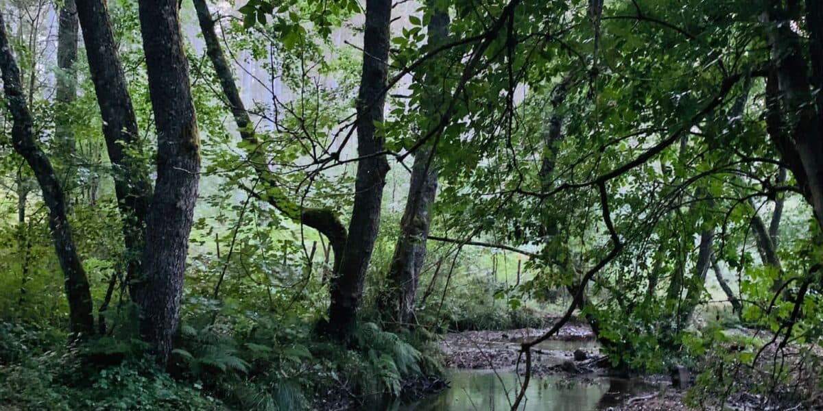 Al Mabos torna Sense: quest’anno la residenza d’arte contemporanea si terrà lungo il fiume Melito, nell’area dedicata a Gioacchino da Fiore