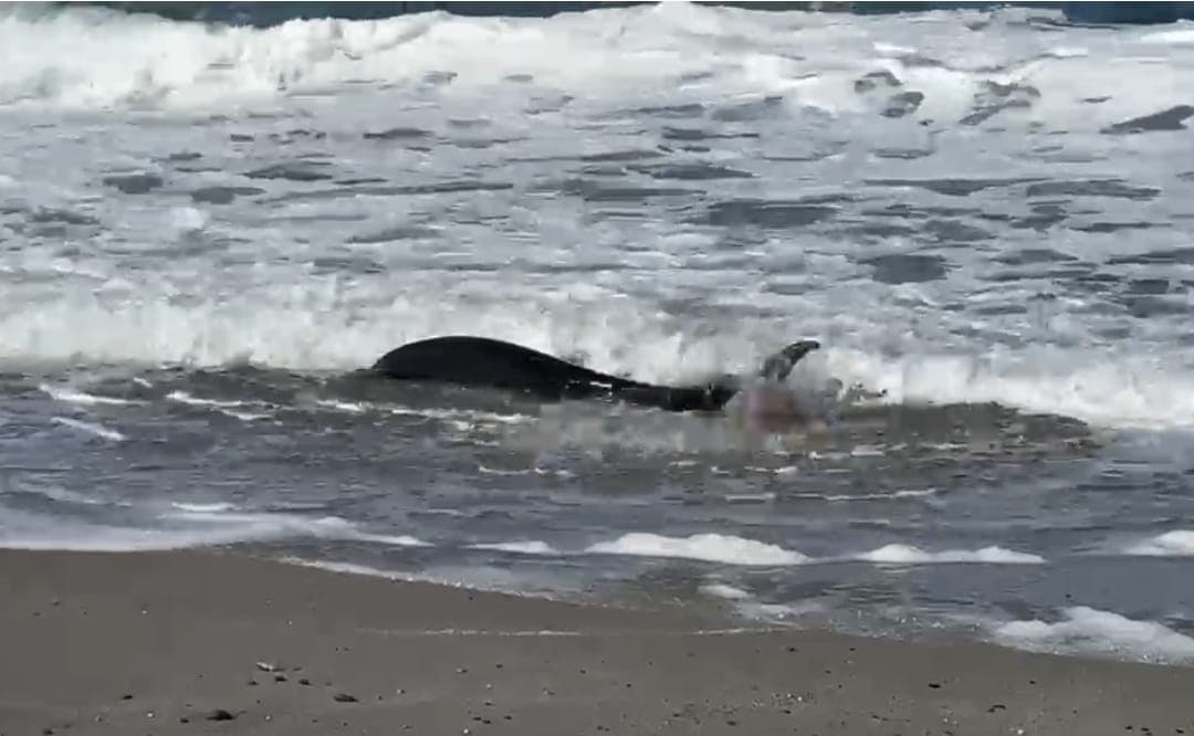 Delfino spiaggiato a San Saba: due uomini tentano di salvarlo: dopo diversi ritorni a riva ha ripreso il largo