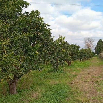 Continuano le intimidazioni nella Piana di Gioia Tauro, terzo furto di arance alla coop “Valle del Marro”